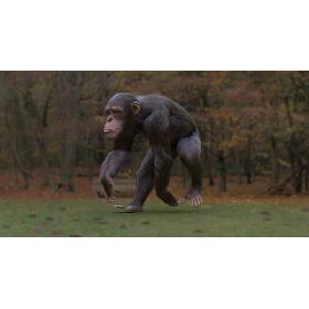 Chimpanzee 3D